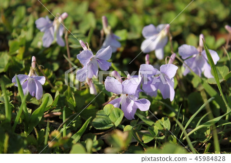 Violet ~ ** Violet ** ~ 45984828