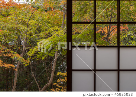 Gen Gong Yu autumn leaves 45985058