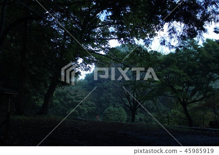 雨後的清晨公園 45985919