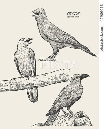 Crow, Hand drawn high quality vector-插圖素材 [45986018] - PIXTA圖庫