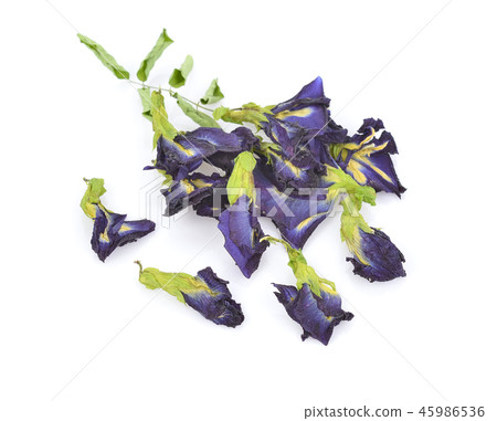 Clitoria ternatea or Aparajita flower isolated Clitoria ternatea or Aparajita flower isolated 45986536