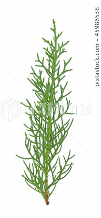 Christmas tree isolated on white background Christmas tree isolated on white background 45986538