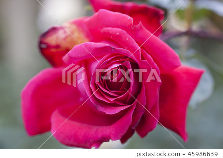 Rose   45986639