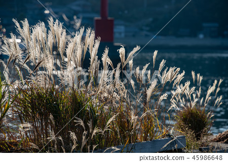 Ear of the sea urchin Ear of the sea urchin 45986648