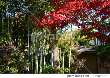Suginami Ward, Tokyo, and the south Tounji Temple and colored leaves 45987335