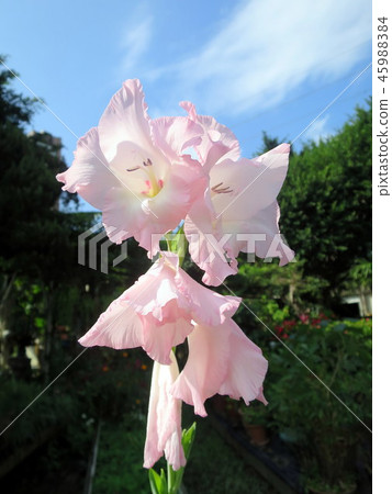 The face of Dongyang The face of Dongyang 45988384