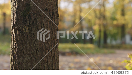closeup of maple tree trunk in autumn city closeup of maple tree trunk in autumn city 45989275