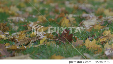 Closeup fallen autumn leaves in the morning 45989380