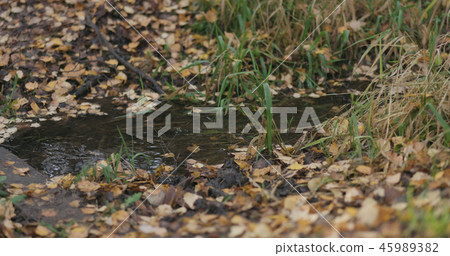 closeup of water stream in autumn park 45989382