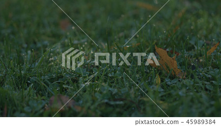 Closeup green grass with fallen leaves in the morning Closeup green grass with fallen leaves in the morning 45989384