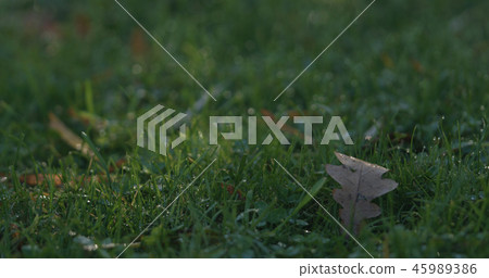 Closeup green grass with fallen leaves in the morning 45989386