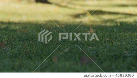 Closeup green grass with fallen leaves in the morning 45989390