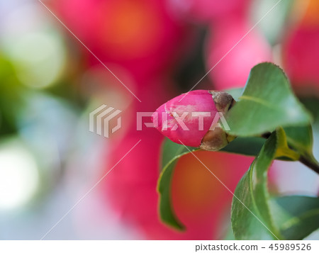 Bud of Sasanqua 45989526