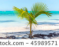 Small palm tree in the resort of Punta Cana. 45989571