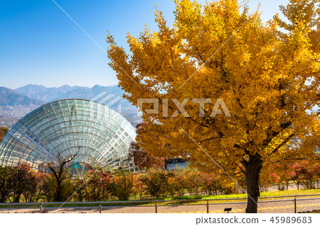 《山梨縣》伏部川果園和秋天的銀杏樹 45989683