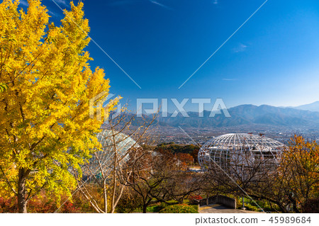 《山梨縣》伏部川果園和秋天的銀杏樹 《山梨縣》伏部川果園和秋天的銀杏樹 45989684
