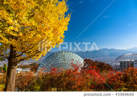 《Yamanashi Prefecture》Fuebukigawa Fruit Park and Ginkgo Trees in Autumn 45989689