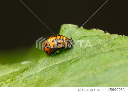 Coccinella septempunctata Pupa Coccinella septempunctata Pupa 45990031