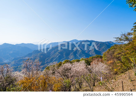 從冬季櫻花盛開的登山頂部的視圖 45990564
