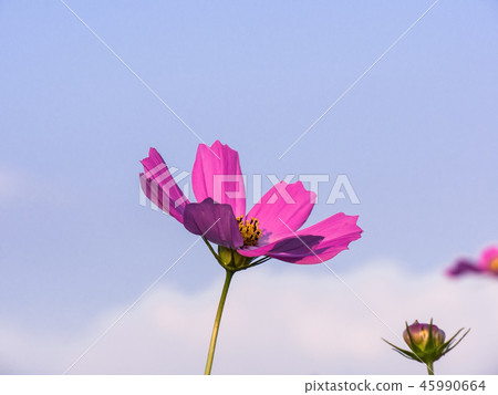 Beautiful cosmos flowers blooming in natural field Beautiful cosmos flowers blooming in natural field 45990664