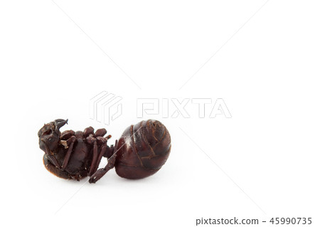 Edible ant from Colombia called Hormiga Culona Edible ant from Colombia called Hormiga Culona 45990735