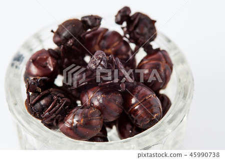 Edible ant from Colombia called Hormiga Culona Edible ant from Colombia called Hormiga Culona 45990738