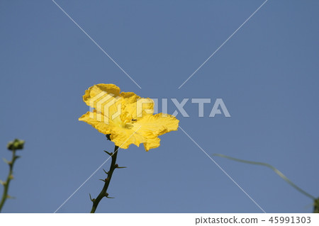 Loofah flowers 45991303