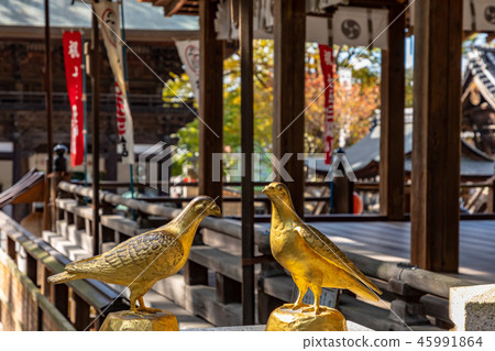 Hall of worship Golden pigeon Nissho Hachimangu Hall of worship Golden pigeon Nissho Hachimangu 45991864