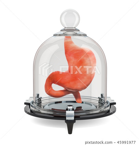 Human stomach covered by glass bell, protect Human stomach covered by glass bell, protect 45991977