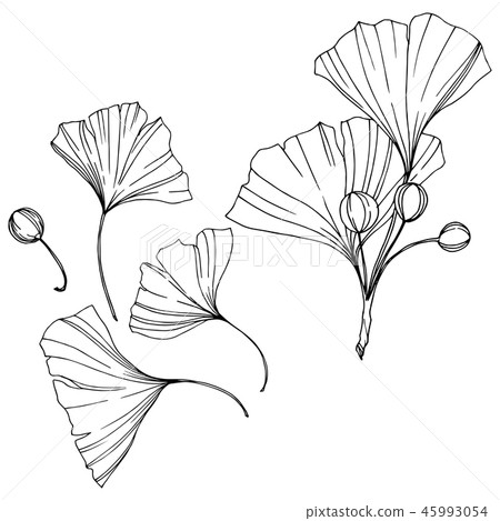 Vector. Engraved black and white ginkgo leaf. Plant botanical garden. Isolated ginkgo illustration Vector. Engraved black and white ginkgo leaf. Plant botanical garden. Isolated ginkgo illustration 45993054