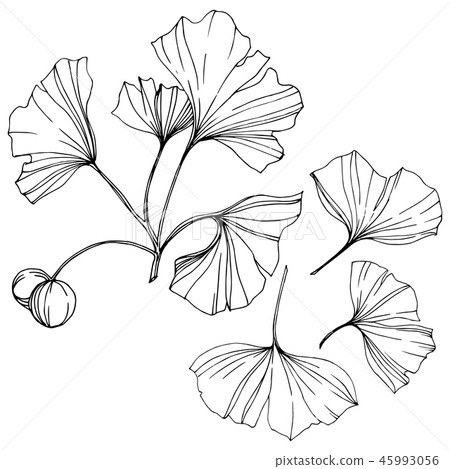 Vector. Engraved black and white ginkgo leaf. Plant botanical garden. Isolated ginkgo illustration Vector. Engraved black and white ginkgo leaf. Plant botanical garden. Isolated ginkgo illustration 45993056