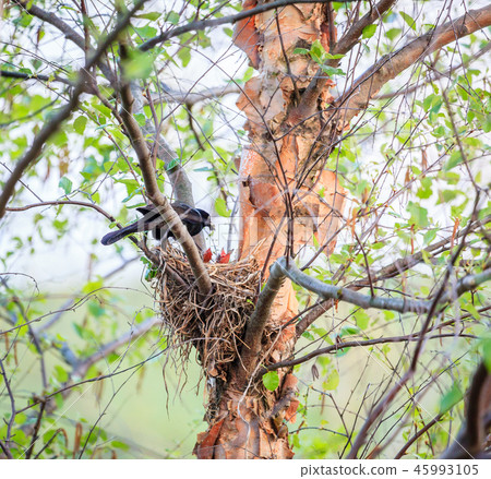 Common Grackle on the nest Common Grackle on the nest 45993105