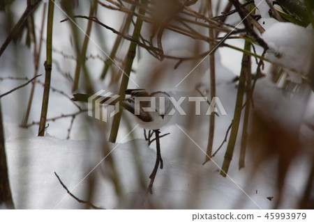 Shimaenaga Shimaenaga 45993979