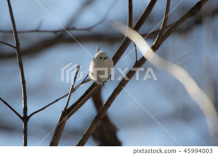 Shimaenaga Shimaenaga 45994003