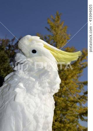 鸚鵡（Kibatan）和銀杏 45994005