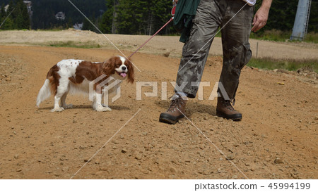 Man and dog in walk Man and dog in walk 45994199