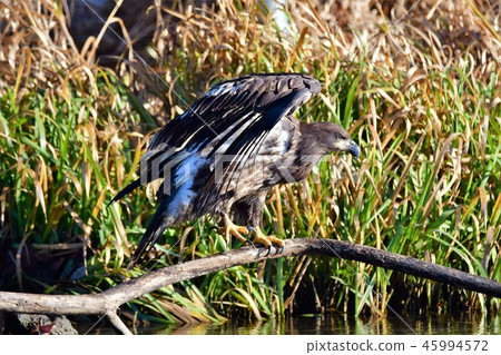 Bald eagle Haliaeetus leucocephalus Bald eagle Haliaeetus leucocephalus 45994572