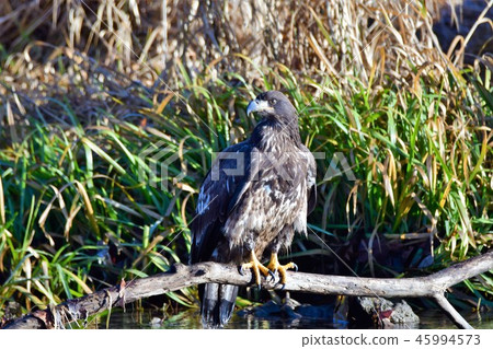 Bald eagle Haliaeetus leucocephalus 45994573