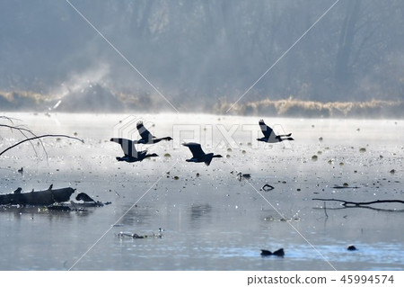 CANADA GOOSE 45994574