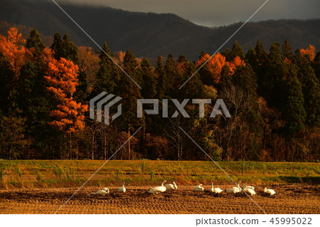 Swan in Lake Inawashiro Swan in Lake Inawashiro 45995022