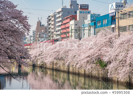 [Ookagawa Keikyu Somei Yoshino] 45995308