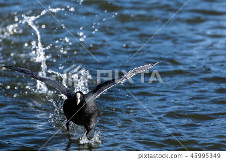 Coot running on the water Coot running on the water 45995349