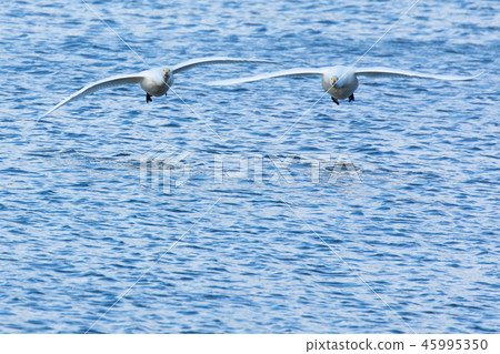 Swans flying over the water Swans flying over the water 45995350
