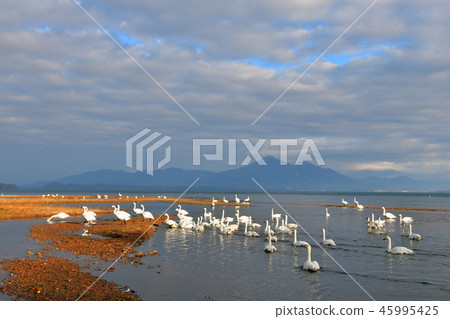 Swan in Lake Inawashiro 45995425