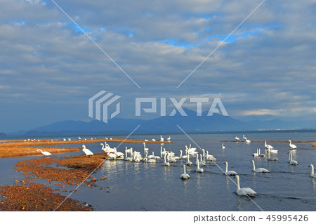 Swan in Lake Inawashiro 45995426
