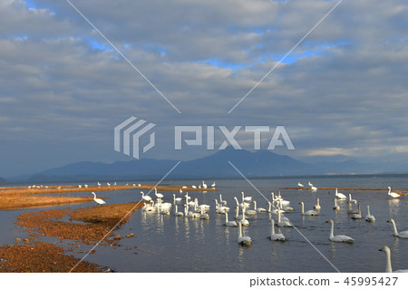 Swan in Lake Inawashiro 45995427
