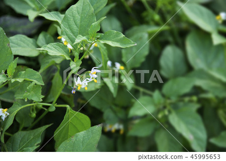 Flower of American Inuhozuki 45995653