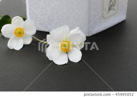 打破碗花花 打破碗花花 45995852