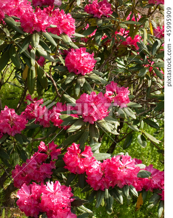 Rhododendron subgenus Hymenanthes 45995909