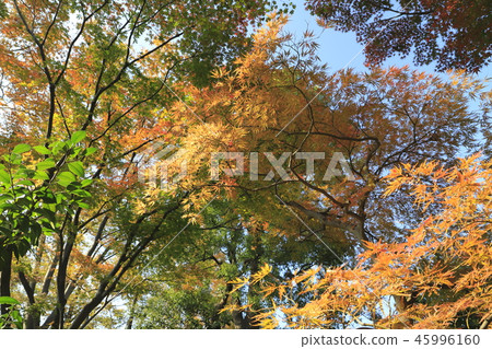 Yakushiji Temple Iko Adachi-ku，東京 45996160